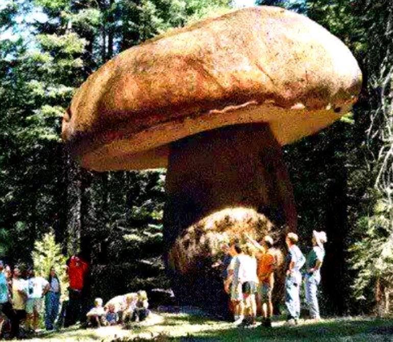 20 странных исторических фактов, о которых вы наверняка не слышали.... Фото №19