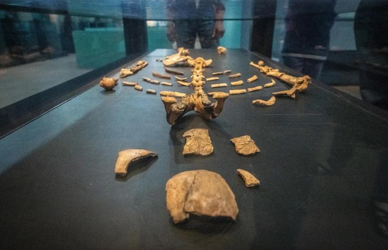 Ученые выяснили, как выглядели наши предки 3 млн лет назад. Фото №1