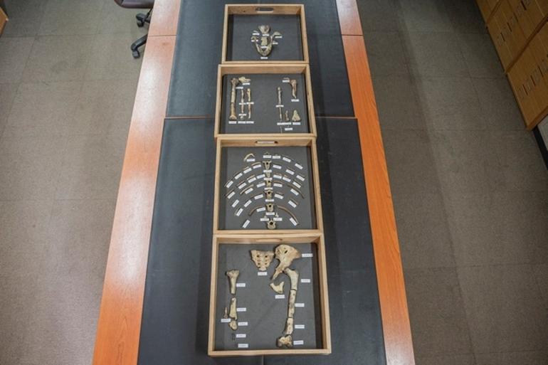 Ученые выяснили, как выглядели наши предки 3 млн лет назад. Фото №3