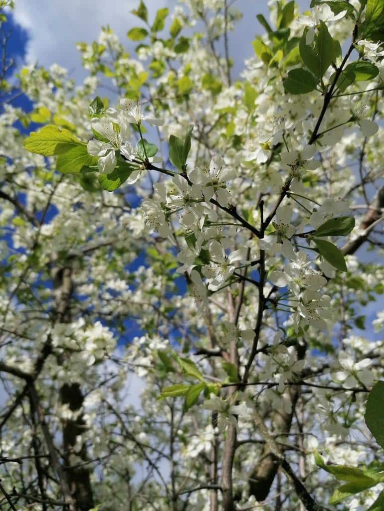 Весна. Фото №1